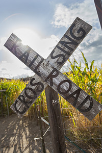 古老的乡村铁路口标志和玉米田图片