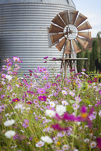 古老的农场风车和发射井靠近花田在美丽的乡村户外环境图片