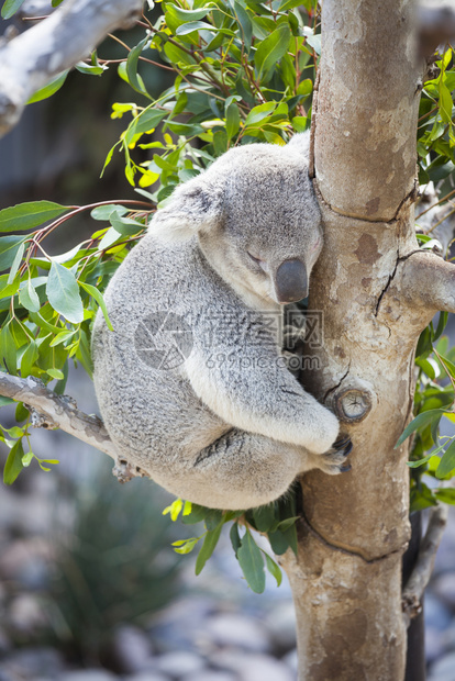 在树上沉睡的koal图片