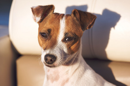 杰克罗素梗犬特写镜头图片