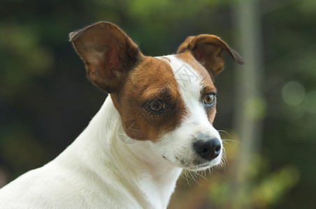 杰克罗素梗犬特写镜头图片