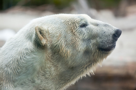 美丽的巨型白北极熊图像图片