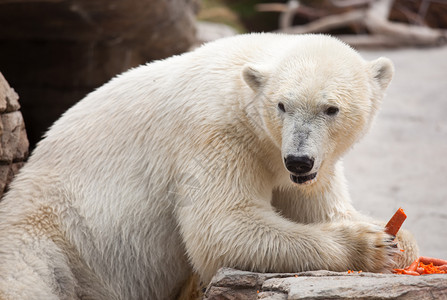 美丽的巨型白北极熊吃胡萝卜背景