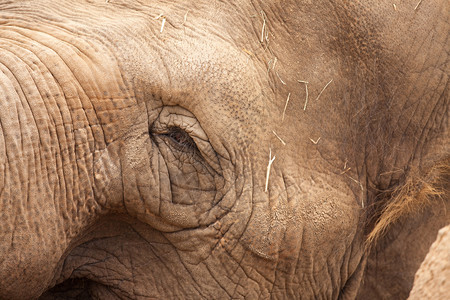 巨型大象濒危和眼睛近距离闭合xl图像图片