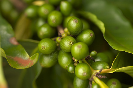 哈瓦伊省Kaui的树枝上咖啡豆图片