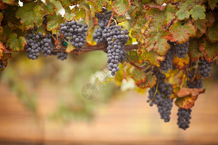 葡萄老藤葡萄酒已经成熟准备收割背景
