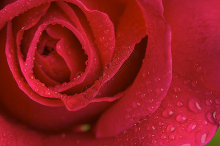 巨大的红玫瑰盛开着水滴巨红玫瑰花图片