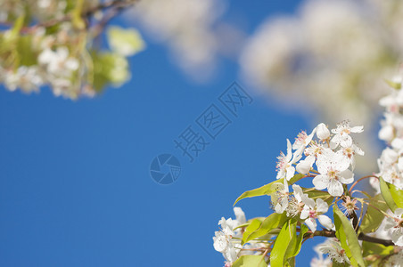 春初的花朵开与深蓝的天空对抗图片