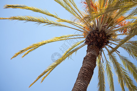 棕榈树对蓝天抽象图片