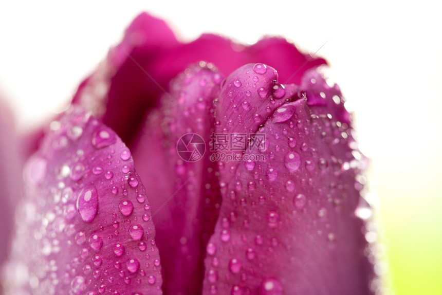 紫郁金香和水雾滴图片