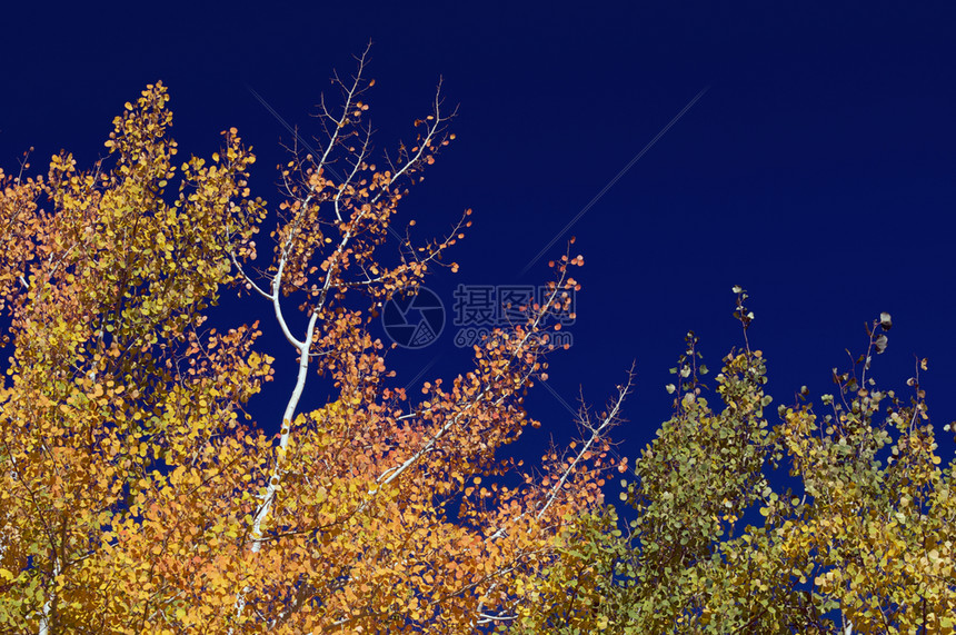 与深蓝天空相对的色彩多松树图片