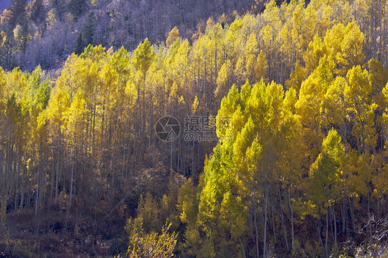 山边的松树颜色变化图片