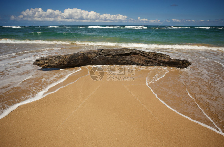 邀请热带海岸线和kaui海岸的大片漂浮木图片