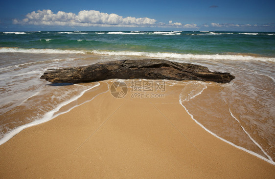 邀请热带海岸线和kaui海岸的大片漂浮木图片