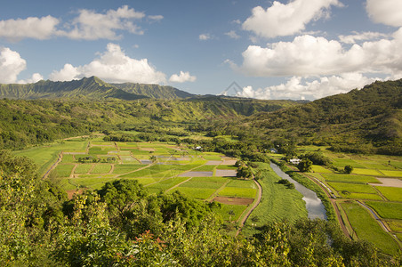 哈瓦伊省Kaui的哈纳莱河谷和塔罗田图片