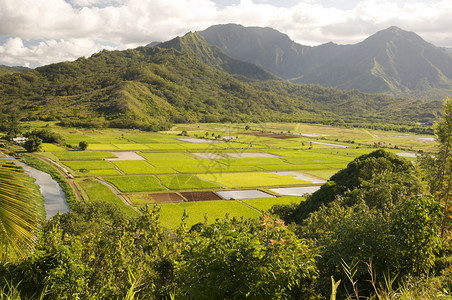 哈瓦伊省Kaui的哈纳莱河谷和塔罗田图片