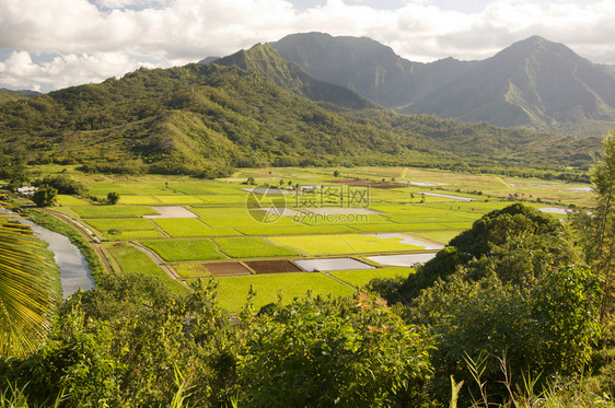 哈瓦伊省Kaui的哈纳莱河谷和塔罗田图片