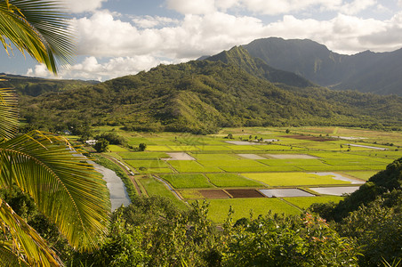 哈瓦伊省Kaui的哈纳莱河谷和塔罗田图片