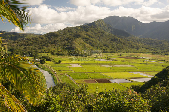 哈瓦伊省Kaui的哈纳莱河谷和塔罗田图片