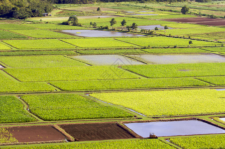 哈瓦伊省Kaui的哈纳莱河谷和塔罗田图片