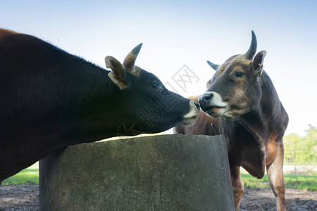 两头公牛在水井旁图片