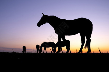 草地上放牧马的休眠以抵御多彩的日落图片