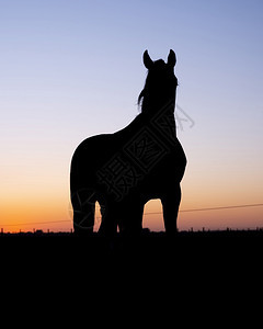 在草地上站立的马背影与多姿彩的日落抗争图片