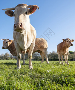 金发d在明蓝的天空下新鲜绿春草原上养牛图片