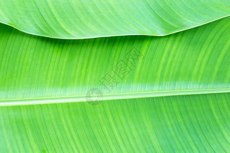 热带香蕉叶背景绿纹理图片