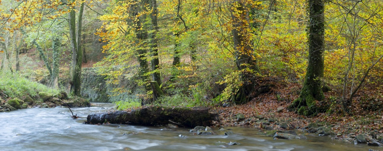 森林中的溪流和美丽的秋色图片