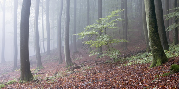 清晨宁静的空气中薄雾落下森林图片