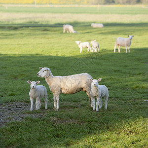 我们和两只羊羔在青绿的草中在清春的青草原上背景图片