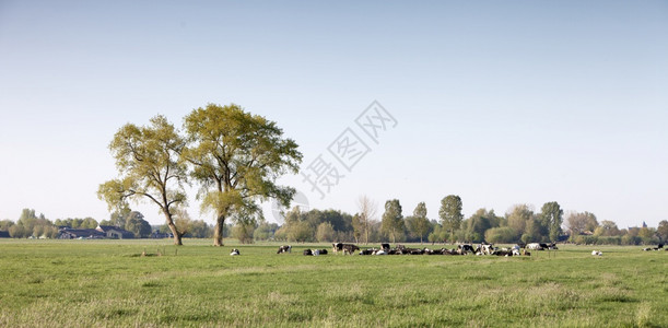 草地上的奶牛和大橡树林地与草之间的风景在霍兰蓝春光下背景图片