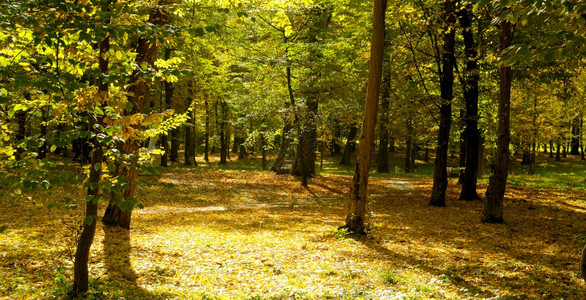 秋天的森林黄树和红叶宽阔的照片图片