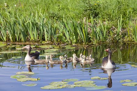 春日在草原附近的运河里有一只鹅在甘露的泉水中高清图片