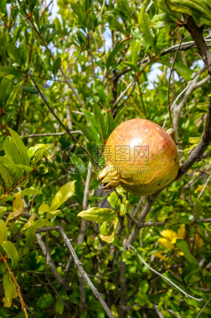 Fois岛的石榴树非洲角Fois岛的石榴树角图片