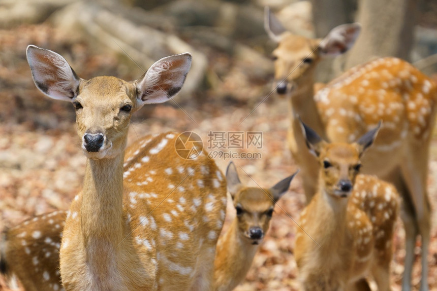 和鹿图片