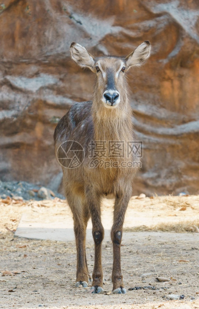 独自在动物园中站立图片