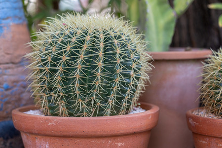 沙漠植物仙人掌图片