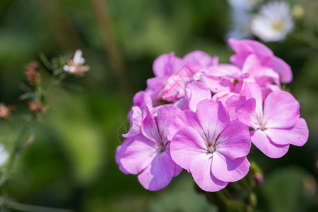 在阳光明媚的夏日或春花园里朵粉红色用于装饰和农业设计图片