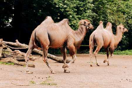 城市公园有两只骆驼公园有两只骆驼公园有两只骆驼图片