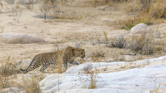 在非洲南部的Kruge公园河岸上行走的豹子非洲南部的felida的SptiPanhrpdus家庭图片
