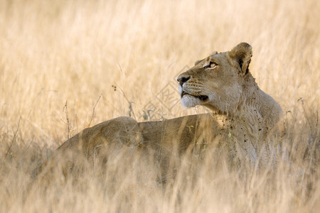 非洲狮子在南Kruge公园仰望天空Felida的PnthrLo家族图片
