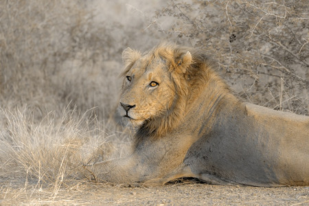 位于非洲南部Kruge公园的非洲狮子男肖像位于非洲南部的Kruge公园Felida的SpciPanthrLo家族图片
