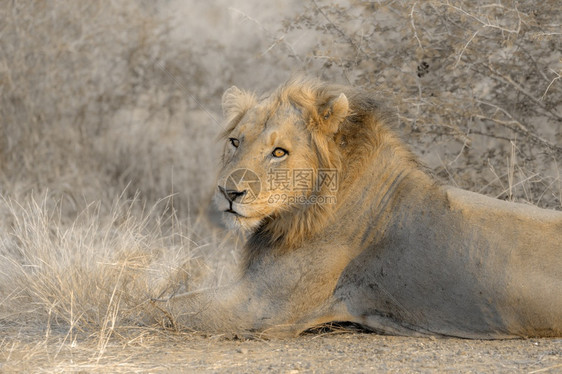 位于非洲南部Kruge公园的非洲狮子男肖像位于非洲南部的Kruge公园Felida的SpciPanthrLo家族图片