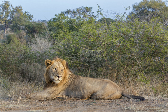 位于非洲南部Kruge公园草原的非洲狮子男位于非洲南部Kruge公园的非洲狮子位于Felida的PnthrLo家族图片