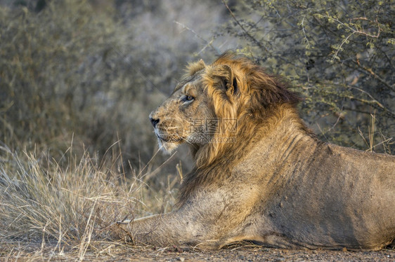 南非洲Kruge公园的非洲狮子男形象肖像非洲南部Kruge公园的非洲狮子Felida的Pnthrlo家族图片