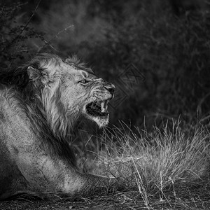 南非克鲁格公园里非洲狮子打哈欠的男肖像猫科动物的豹狮子科南非克鲁格公园的非洲狮图片