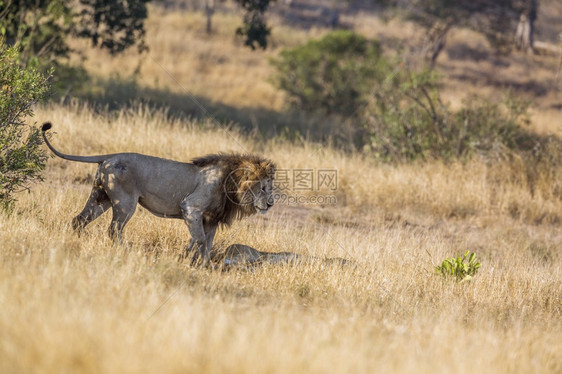 非洲狮子男在南部Kruge公园的热带草原与狮子碰头非洲南部Kruge公园的非洲狮子Felida的SpciPanthrlo家庭图片
