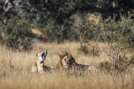 非洲狮子夫妇躺在非洲南部Kruge公园的热带草原上Felida的SpciPanthrlo家庭图片